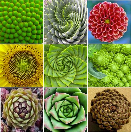 Great Mathematicians: Fibonacci Mathcurious